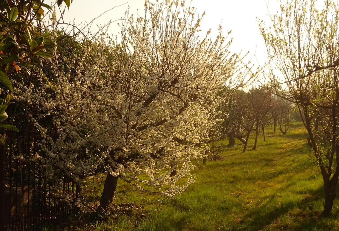 ABITAZIONE INDIPENDENTE CON GARAGE E GIARDINO